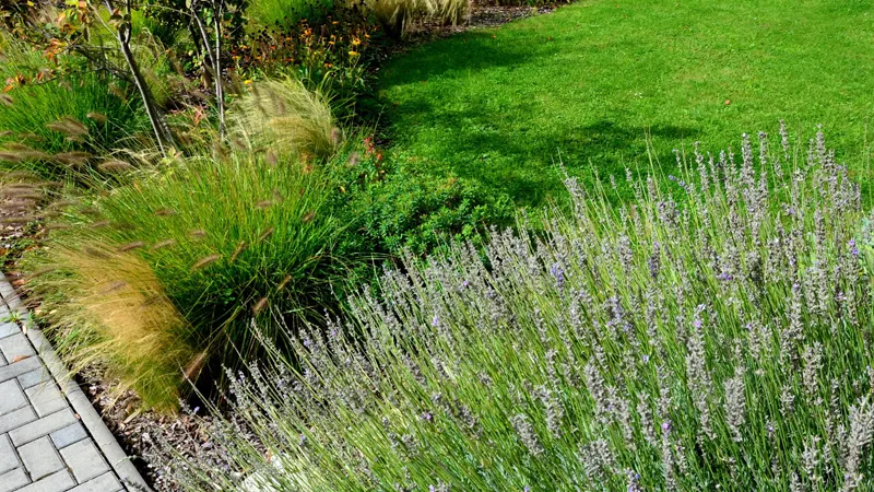 Villa landscaping plants1 گیاه اسطوخودوس و گراس مقاوم به خشکی