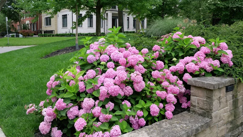 Villa landscaping plants2 بوته هورتانسیا در لنداسکیپ مرطوب