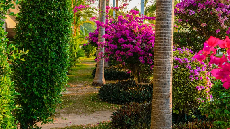 Villa landscaping plants3 نخل و گل کاغذی در محوطه سازی ویلاهای جنوب